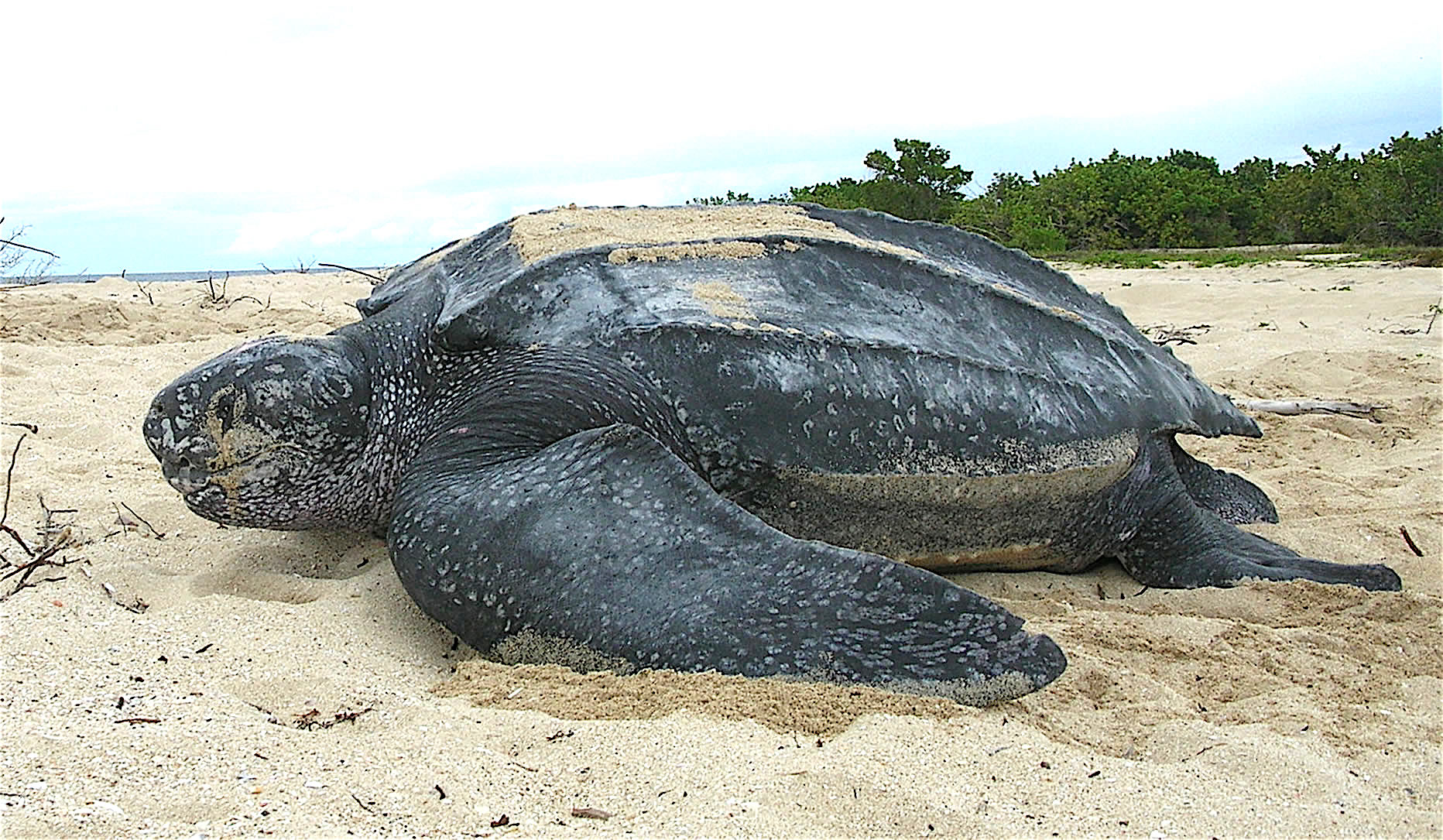 Leatherback sea turtle on a beach (illustrative photo)